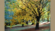 Wildwood Trees
