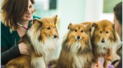 Forest Vet Group