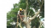 Copse & Loggers