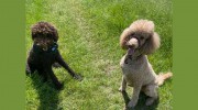Days Dog Walking