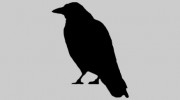 Crow Property Services