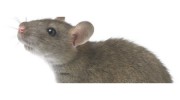 Herts Beds & Bucks Fauna Management