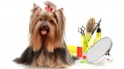 Glamour Pets