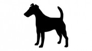 Black Dog Pest Solutions UK