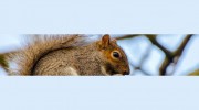 Nature In Balance Pest Control