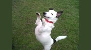 Planet Pets Dog Walking & Pet Sitting Services