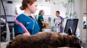 Wendover Heights Veterinary Centre