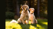 Holidays 4 Dogs