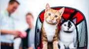 Animals 1st Vets