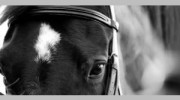 John Biggs Equestrian Training