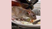 Pest Control Southampton