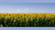 Wirral Holistic Care Services:Therapeutic Cancer Support
