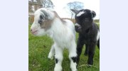 Greenhead House Farm