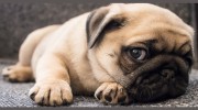 Grumble Groomers