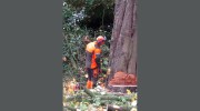 Northwich Tree Surgeon