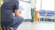 Shaw Veterinary Surgery