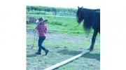 Witney Pony Partners
