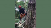 Treestyle Arboriculture, Tree Surgeon Manchester