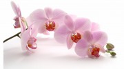 Eva's Beauty Room: Body Waxing, Manicure, Gel Nail Polish, Pedicure