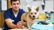 Woodland Veterinary Centre