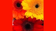 Susan's Flower Shop