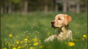 Heartland Veterinary Services