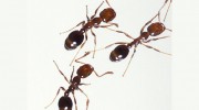 Quickil Pest Control Services