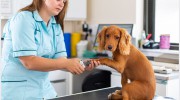 Kingfisher Veterinary Practice