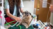 Priory Veterinary