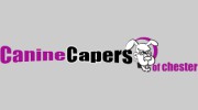 Canine Capers Of Chester