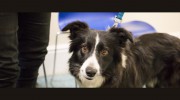 Arundell Veterinary Care