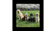 Essex-Wags Pet Care Services