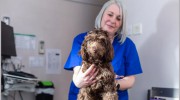 Avon Lodge Veterinary Group