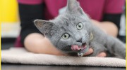 Seafield Veterinary Group
