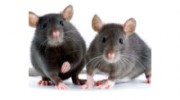 Euro Pest Control UK