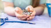 Midland Veterinary Surgery