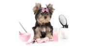 Catwalk Dogs