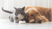 Cherry Tree Veterinary Practice