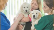 McMurtry & Harding Veterinary Practice