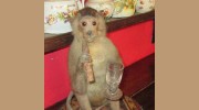 Smoking Monkey Antiques