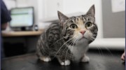 Cat Clinic