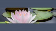 Rigpa Buddhist Centre