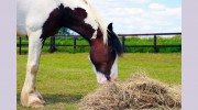 Kimblewick Equestrian Centre