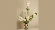 Shimizu Flowers
