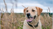 Westmorland Veterinary Group