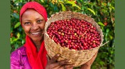 Buna Oromia Coffee