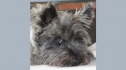 Ab Fab Grooming