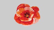 Poppies Flower Shop