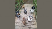 Dogs 4 Walks