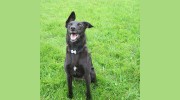 Tynepets